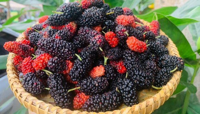 Dâu tằm là vị thuốc được ứng dụng rất phổ biến trong Y học cổ truyền