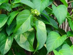 Dây thìa canh xuất hiện chủ yếu ở các tỉnh miền Bắc và Trung