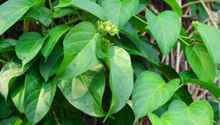 Dây thìa canh xuất hiện chủ yếu ở các tỉnh miền Bắc và Trung