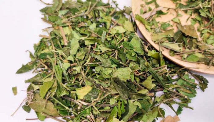 Dây thìa canh nên sử dụng theo chỉ dẫn cụ thể của thầy thuốc