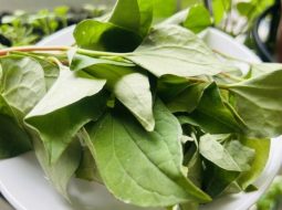 Diếp cá là vị thuốc quý trong Đông y