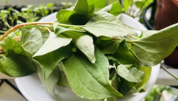 Diếp cá là vị thuốc quý trong Đông y