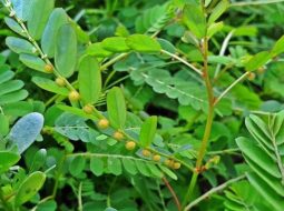 Cây thuốc diệp hạ châu thuộc họ thầu dầu