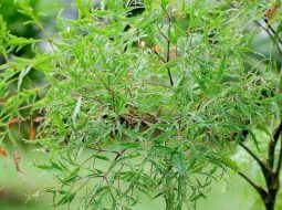 Đinh lăng thuộc vào họ nhân sâm