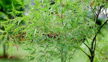 Đinh lăng thuộc vào họ nhân sâm