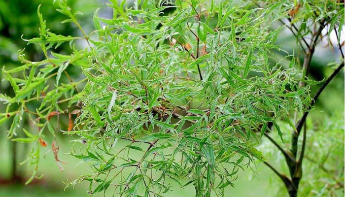 Đinh lăng thuộc vào họ nhân sâm