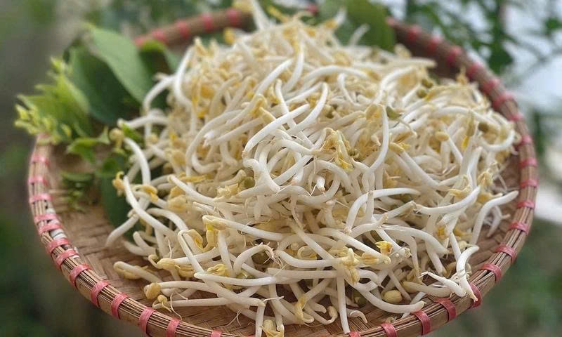 Trào ngược dạ dày ăn giá đỗ được không? Lão Tuấn lý giải