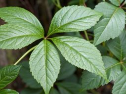 Giảo cổ lam là cây thân leo dạng dây mảnh