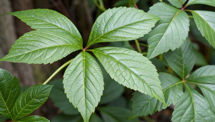 Giảo cổ lam là cây thân leo dạng dây mảnh