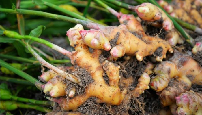 Gừng là vị thuốc quen thuộc trong gian bếp mỗi nhà