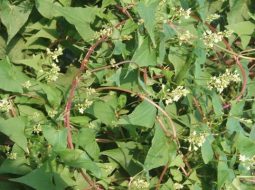 Hà thủ ô đỏ mọc chủ yếu ở vùng núi đá