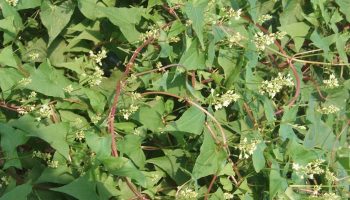 Hà thủ ô đỏ mọc chủ yếu ở vùng núi đá