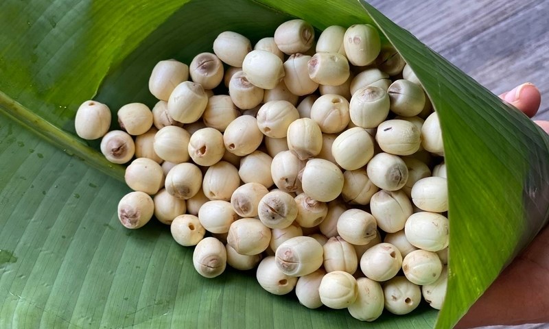 Hạt sen là vị thuốc quen thuộc của Đông y