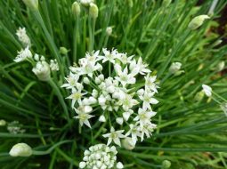 Hẹ thường dùng trong các bài thuốc làm ấm tỳ vị