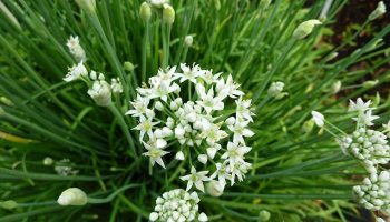 Hẹ thường dùng trong các bài thuốc làm ấm tỳ vị