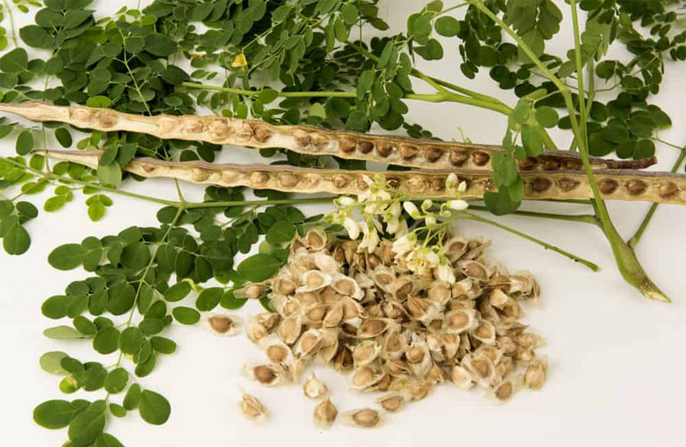 Chùm ngây hỗ trợ điều hòa huyết áp và tiêu hóa hiệu quả