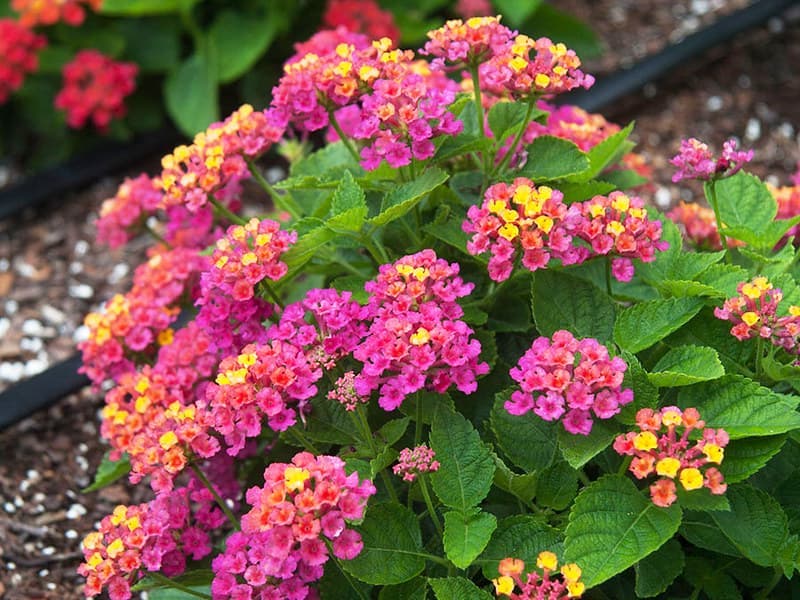 Chữa đau nhức xương khớp bằng cây ngũ sắc: Mẹo nhỏ, hiệu quả lớn