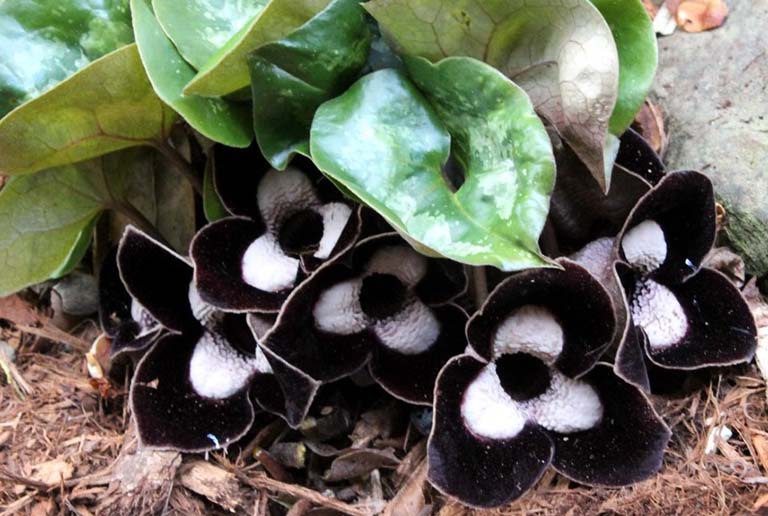 Cây trầu tiên thường mọc theo khóm