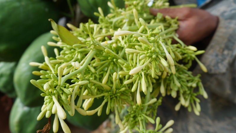 Mẹo dùng hoa đu đủ đực chữa trào ngược dạ dày