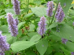 Hoắc hương có giá trị cao trong Nam dược