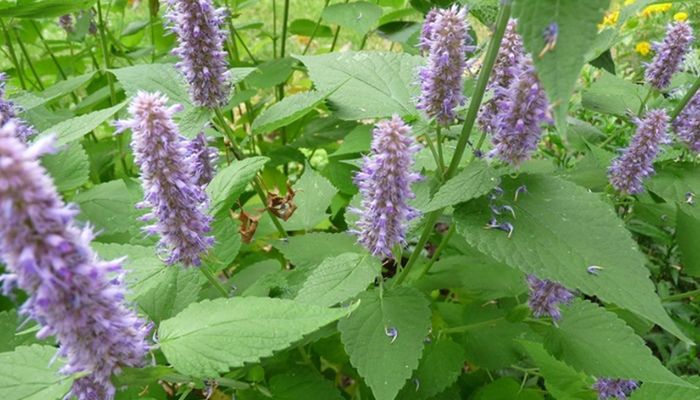 Hoắc hương có giá trị cao trong Nam dược