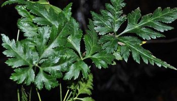 Hoàng Liên thuộc vào họ mao lương