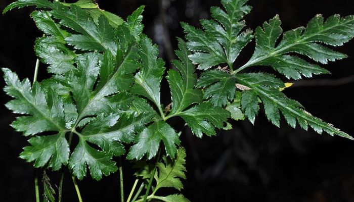 Hoàng Liên thuộc vào họ mao lương