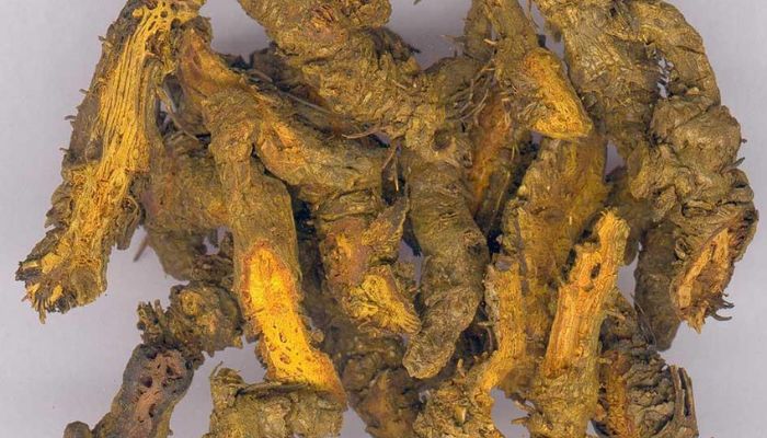 Vị thuốc được ứng dụng phổ biến trong Y học cổ truyền