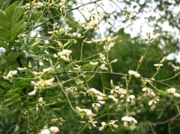 Hoa hòe là nụ hoa chưa nở của cây hòe