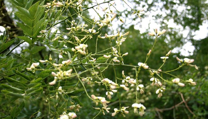 Hoa hòe là nụ hoa chưa nở của cây hòe