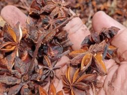 Hồi còn được biết đến với tên gọi là đại hồi