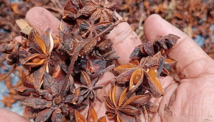 Hồi còn được biết đến với tên gọi là đại hồi