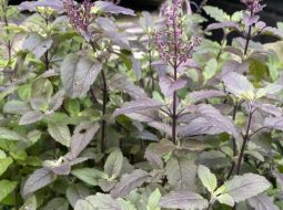 Hương nhu rất được ưa chuộng trong giải cảm mạo phong hàn