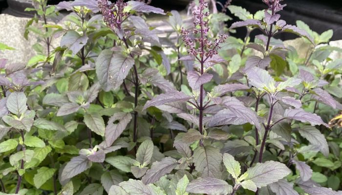 Hương nhu rất được ưa chuộng trong giải cảm mạo phong hàn