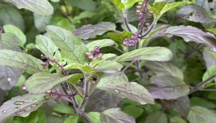 Hương nhu thuộc họ bạc hà