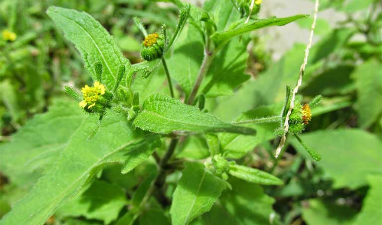 Cây hy thiêm mọc hoang ven đường khá nhiều