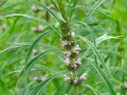 Cây ích mẫu có vị hơi đắng nhẹ