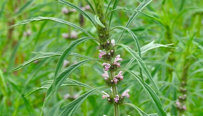 Cây ích mẫu có vị hơi đắng nhẹ