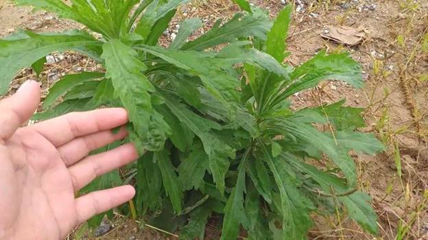 Mẹo dùng cây ngải dại chữa xương khớp – Lão Tuấn dặn dò