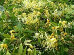 Cây kim ngân còn được biết tới với tên gọi là nhẫn đông