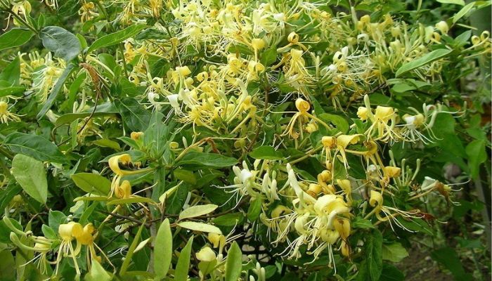 Cây kim ngân còn được biết tới với tên gọi là nhẫn đông