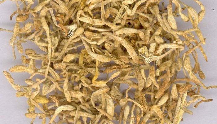 Các bài thuốc với kim ngân cần có sự tư vấn cụ thể từ thầy thuốc để đảm bảo hợp tạng