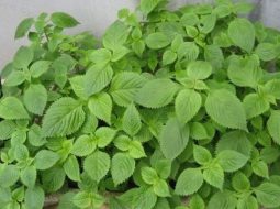 Kinh giới hỗ trợ tốt trong các bệnh liên quan tới hô hấp