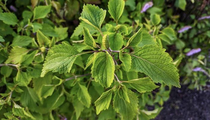 Kinh giới có mùi thơm hắc rất đặc trưng