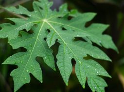 Lá đu đủ là một trong những vị thuốc quen thuộc quanh nhà