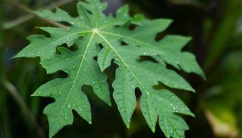 Lá đu đủ là một trong những vị thuốc quen thuộc quanh nhà