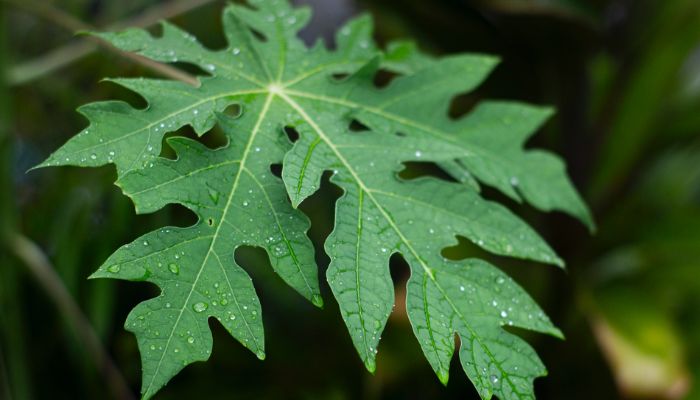 Lá đu đủ là một trong những vị thuốc quen thuộc quanh nhà