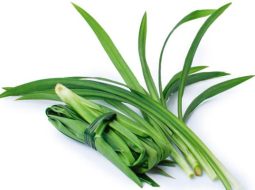 Lá dừa còn thường được gọi là lá nếp