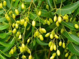 Lá neem còn được gọi là mã đề Ấn Độ