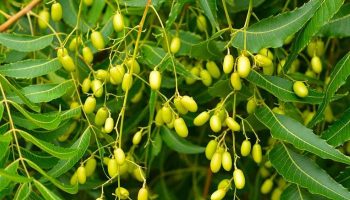 Lá neem còn được gọi là mã đề Ấn Độ